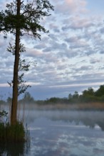 A single tree on a foggy lake with morning atmosphere and dramatic clouds, Peenetal nature park