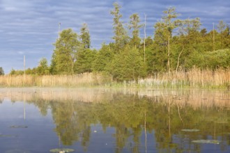 A lake with trees and reeds at dawn and a gentle water surface, Peenetal nature park Park,