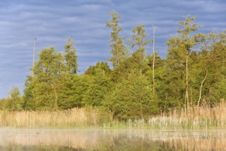 A lake with reeds and trees in the early morning light against the blue sky, Peenetal nature park