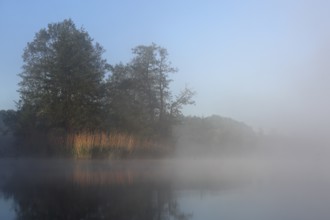 Fog envelops lakeside trees during dawn, Peenetal nature park Park, Mecklenburg-Western Pomerania,