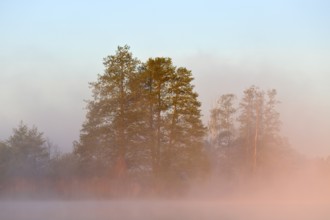 Trees sticking out of morning fog in soft sunlight, Peenetal nature park Park, Mecklenburg-Western