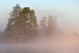 Trees emerge from fog in gentle morning sunlight, Peenetal nature park Park, Mecklenburg-Western