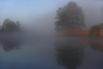 Dense fog covers calm lake, trees reflect in water, Peenetal nature park Park, Mecklenburg-Western