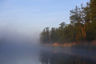 A quiet morning with fog over the lake on the trees, Peenetal nature park Park, Mecklenburg-Western