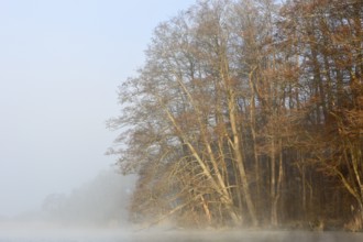 Fog surrounds a row of trees on the shore of a lake early in the morning, Peenetal nature park