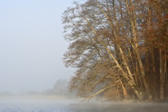 Sloping trees on a foggy lake create a relaxed atmosphere, Peenetal nature park Park,