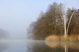 Lakeside trees reflect in water as fog envelops landscape, Peenetal nature park Park,