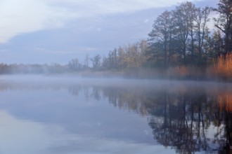 A foggy lake in the morning with warm light reflections and surrounding trees, Peenetal nature park