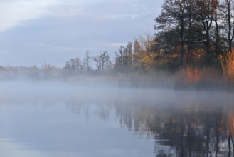 A quiet lake at dawn, surrounded by trees and light fog, Peenetal nature park Park,
