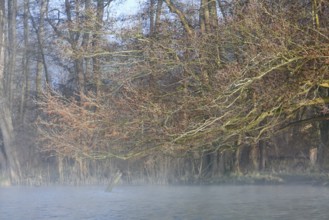 Branched trees with fog in the background, which give the picture a peaceful atmosphere, Peenetal