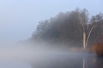 A foggy morning at the lake with trees shimmering through the haze, Peenetal nature park Park,