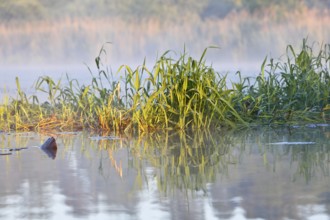 Morning fog makes reeds look mysterious on quiet banks, Peenetal nature park Park,