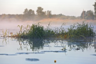 Reeds slightly illuminated in morning fog over still water, Peenetal nature park Park,
