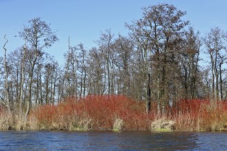 Dense red bushes in front of bare trees, reflected in water, Peenetal nature park Park,