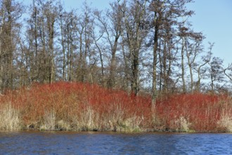 Bright red bushes on a river surrounded by bare trees, Peenetal nature park Park,