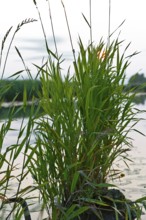 Tall grasses on the shore of a lake reflected in evening light, Peenetal nature park Park,