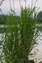 Dense grasses on the water framing the sunset, Peenetal nature park Park, Mecklenburg-Western