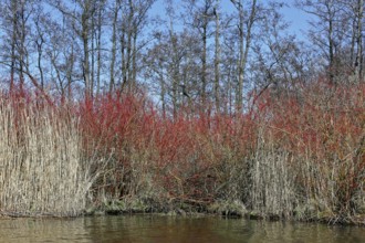 Red and white shrubs in front of bare trees on a riverbank, Peenetal nature park Park,