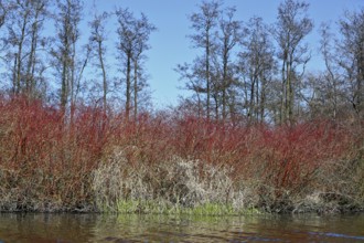 Dense red shrubs and bare trees surrounded by calm water, Peenetal nature park Park,