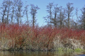 Red bushes in front of bare trees, everything is reflected in calm water, Peenetal nature park