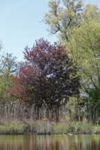 Red and green tree on the banks of a quiet pond under blue sky, Peenetal nature park Park,