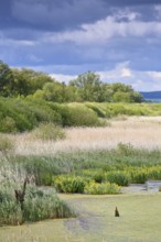 Green meadow with water in the foreground and cloudy sky, Peenetal nature park Park,