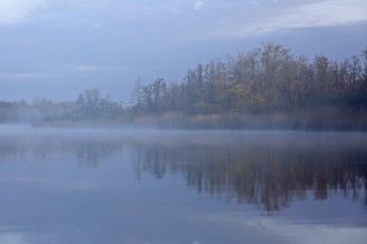 A lake in fog with trees, shades of blue and quiet surroundings, Peenetal nature park Park,