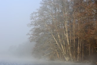 A soft haze of fog surrounds trees at the lake, creating a peaceful atmosphere, Peenetal nature