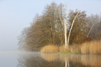 Morning fog over a quiet lake with trees reflecting in the water, Peenetal nature park Park,
