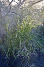 Close-up of grass on water, reflected in calm water, Peenetal nature park Park, Mecklenburg-Western