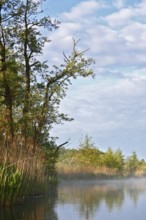 Tranquil river landscape with trees, reeds and cloudy sky, Peenetal nature park Park,