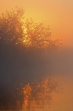 Scenic sunset over fog-shrouded river and trees, Peenetal nature park Park, Mecklenburg-Western