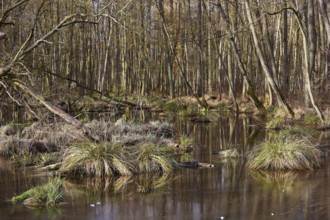 Swampy forest area with thick grass and quiet waterholes, Peenetal nature park Park,