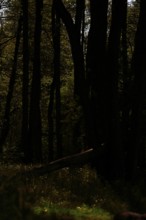 Gloomy forest scene with deep shadows and occasional light, Peenetal nature park Park,