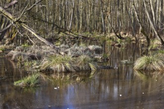 Dark swamp forest with still water areas and thick grass, Peenetal nature park Park,