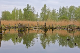 Tree stumps and reeds are reflected in still water on an autumn day, Peenetal nature park Park,