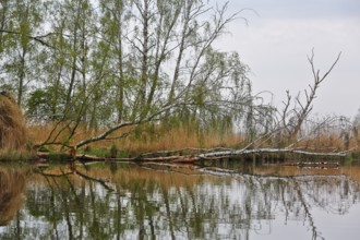 Fallen trees and reeds are reflected in calm water, surrounded by trees, Peenetal nature park Park,