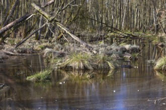 Swampy forest soil with moss and grasses crossed by calm water, Peenetal nature park Park,