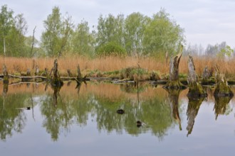 Tree stumps in calm water surrounded by reeds and trees in fog, Peenetal nature park Park,