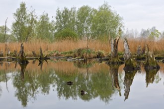 Clear water reflects reeds and trees, with tree stumps in the lake, Peenetal nature park Park,