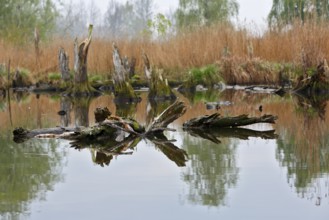 Quiet pond with tree trunks lying in water and surrounding reeds, Peenetal nature park Park,