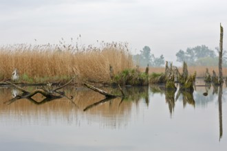 Disused stretch of river with bare trees and reeds reflecting in the water, Peenetal nature park