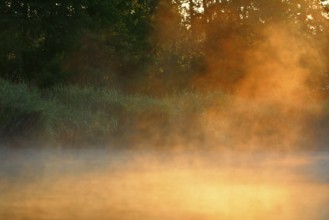 Mystical fog at sunrise on the banks of a forest, Peenetal nature park Park, Mecklenburg-Western