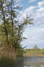 Peaceful river landscape with trees and reeds under cloudy sky, Peenetal nature park Park,