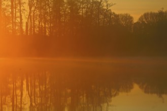 Warm orange sunset light reflected in the lake near trees, Peenetal nature park Park,
