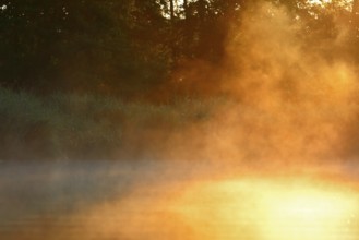 Golden fog at sunrise on a river in a natural atmosphere, Peenetal nature park Park,