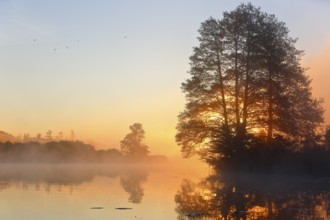Sunrise over a calm, foggy lake and reflecting trees, Peenetal nature park Park,