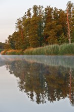 Trees on the river with beautiful reflection under foggy morning light, Peenetal nature park Park,