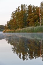 Lakeside trees reflect in water during morning fog, Peenetal nature park Park, Mecklenburg-Western
