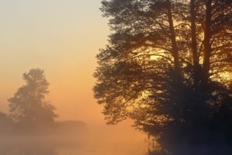 Large trees in fog at sunset on the water shore, Peenetal nature park Park, Mecklenburg-Western
